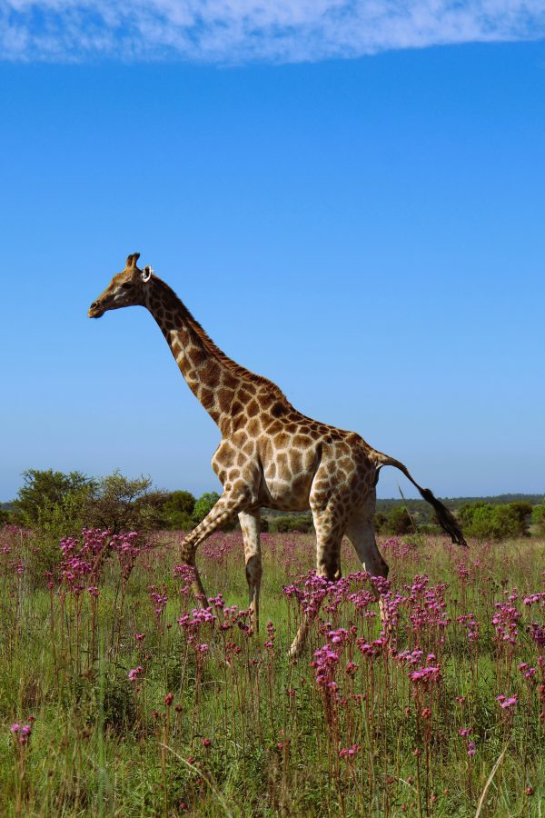 Giraffe walking in field