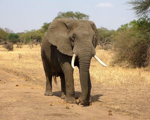 elephant walking on a path