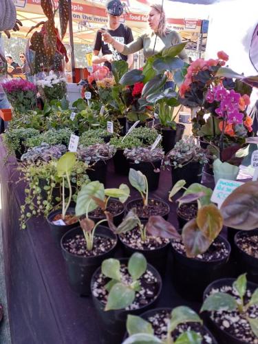 colourful plants available for purchase at a market