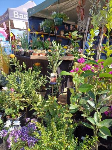 green plants available for purchase at a market
