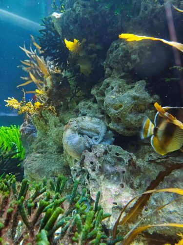 Octupus-Two-Oceans-Aquarium