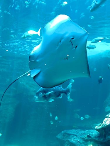 Two-Oceans-Aquarium-Manta-Ray (1)