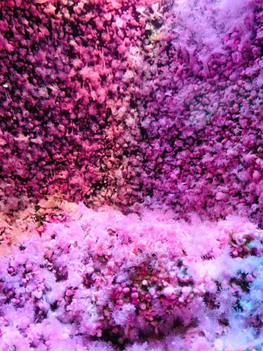 Two-Oceans-Aquarium-Pink-
