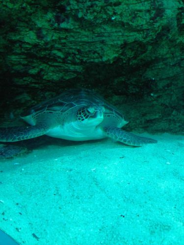sea-turtle