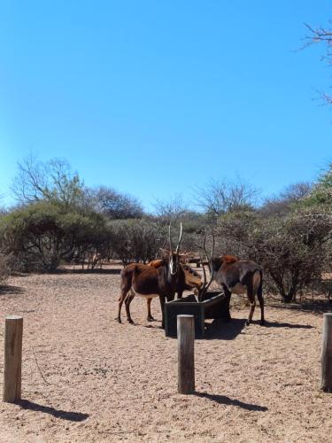 Sable antelope