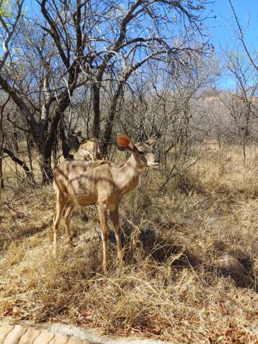 Kudu