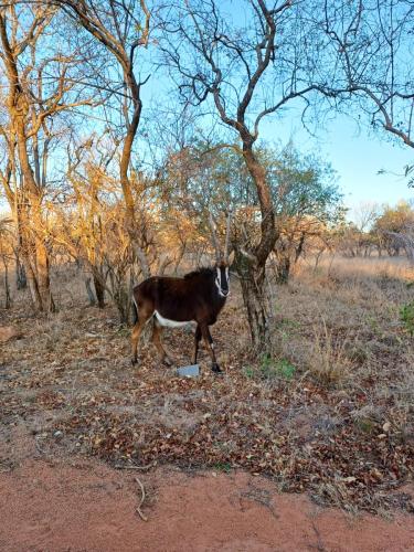 Sable antelope