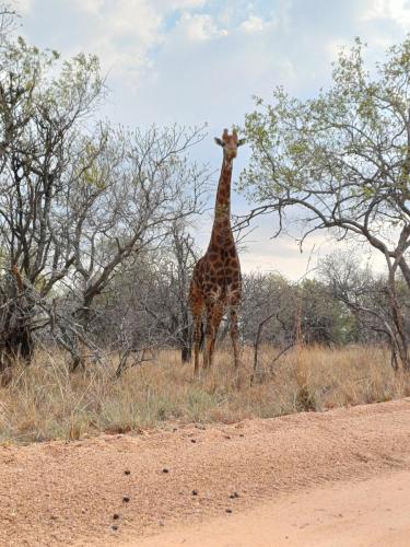 Giraffe