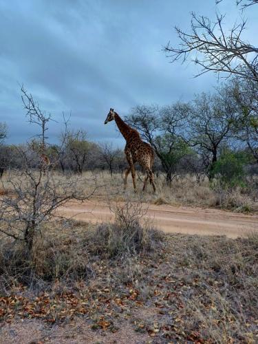 Giraffe
