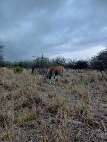 Eland Antelope