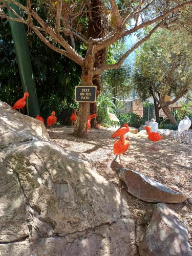 Bright orange bird 2