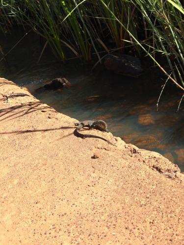 Lizard basking on a sunlit rock near the water's edge, blending into its surroundings with textured scales and a watchful demeanor.