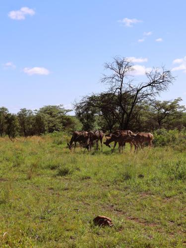 Group of female kudus peacefully grazing on lush vegetation, showcasing their elegant features in a natural setting.