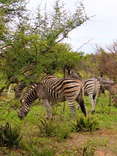 A herd of zebras peacefully grazing on a grassy savannah, their distinctive black and white stripes creating a mesmerizing pattern.
