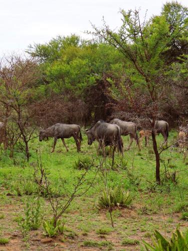 Wildebeest herd on the move