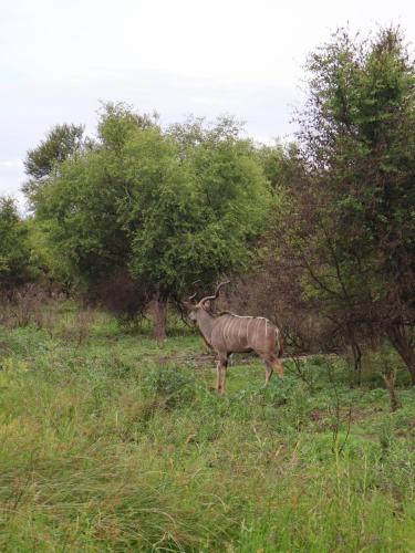 Male kudu with impressive spiral horns standing gracefully in its natural habitat.