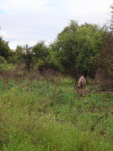Male kudu gracefully grazing on lush vegetation