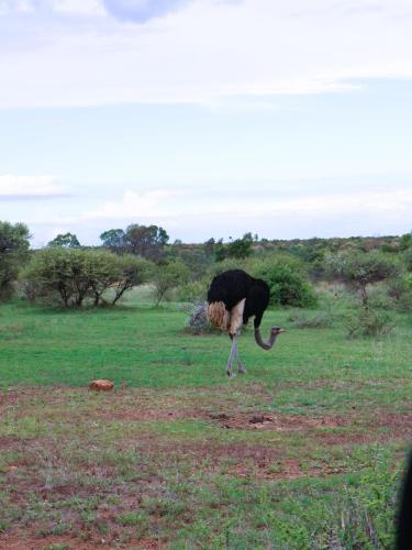 "Graceful ostrich striding across the open landscape, showcasing its distinctive long neck and plumage in a natural setting.