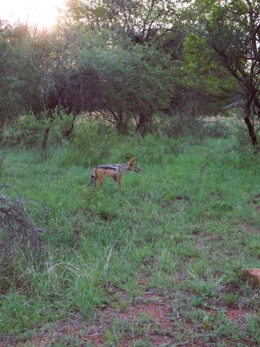 Alert jackal nestled amidst green vegetation, its focused gaze fixed on potential prey 
