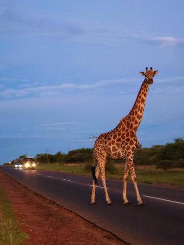 Large giraffe confidently strolling over a tarred road, its majestic form captured as it looks directly at the camera, creating a unique urban-wildlife encounter