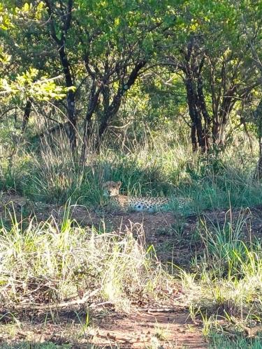 Cheetah mother resting in the grass, her gaze directed towards the camera, embodying a serene and watchful presence in the wild.