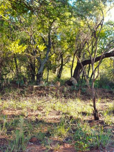 Young cheetahs, lounging together in the grass, displaying a relaxed and playful demeanor in their natural habitat.