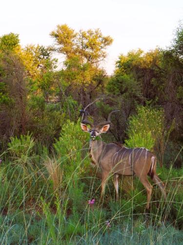 Striking image of a male kudu with impressively large spiral horns, gracefully standing in the midst of vibrant, lush green vegetation.