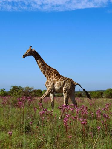Tall giraffe gracefully walking amidst grassy terrain adorned with pink flowers, creating a picturesque scene.