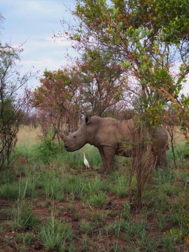 Rhino standing majestically, showcasing its powerful presence with a clear view of its horn against a natural backdrop.
