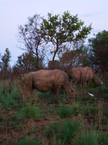 Two rhinos grazing peacefully at dusk, accompanied by a nearby white cattle egret